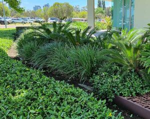 Perth Garden Maintenance